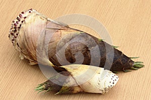 Wild spring of spring, bud of cod