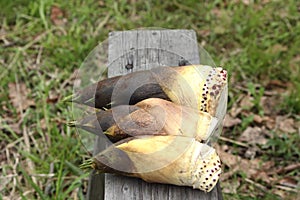 Wild spring of spring, bud of cod