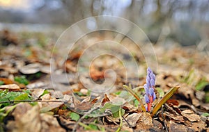 Wild spring violet flowers photo