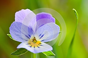 Wild spring violets flowers close up