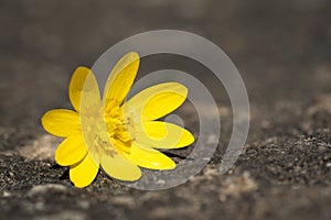 Wild spring yellow flower macro with blurred copy-space, Ranunculus ficaria L., print or postcard design