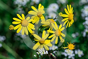 Wild spring yellow flower plant - Cressleaf - Packera Glabella