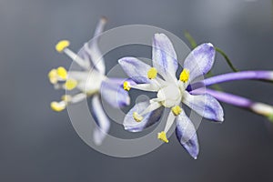 Wild squill flowers (Merwilla plumbea)
