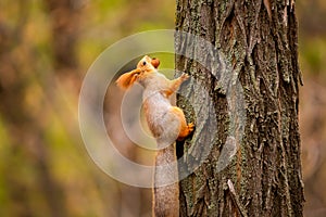 A wild squirrel captured in a cold sunny autumn day, funny cute squirrel is on the tree in autumn park. Colorful nature, fall seas