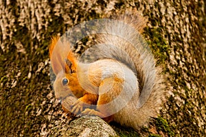 A wild squirrel captured in a cold sunny autumn day, funny cute squirrel is on the tree in autumn park. Colorful nature, fall seas