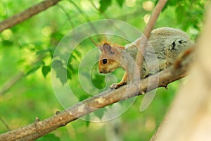 A wild squirrel captured in warm spring day on a tree branch
