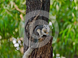 Wild squirrel eating a dry fruit on the tree