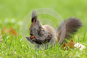 Wild squirrel eating nut