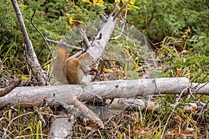 Wild squirrel eating a nut sitting on a fallen tree trunk