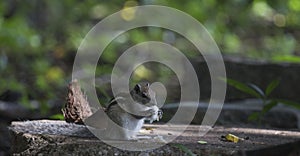 Wild squirrel in the forest photo