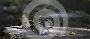 Wild squirrel in the forest photo