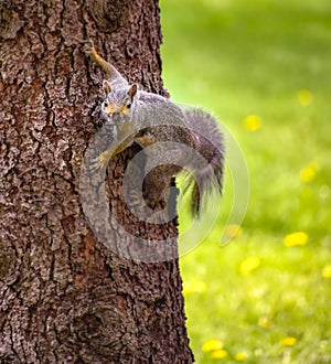 Wild Squirrel Hanging on Side of Tree Bark