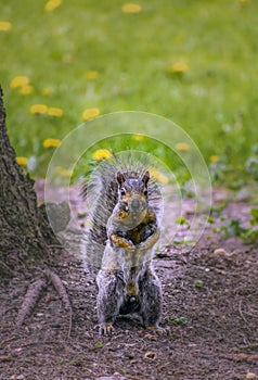 Wild Squirrel Standing on Hind Legs