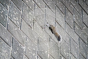 Wild squirrel stick to the wall