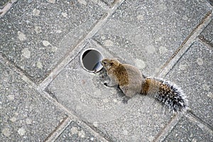 Wild squirrel stick to the wall