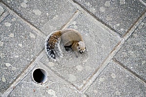 Wild squirrel stick to the wall