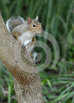 Wild Squirrel on the tree