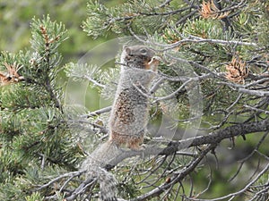 Wild squirrel in tree eating - Grand Canyon National Park