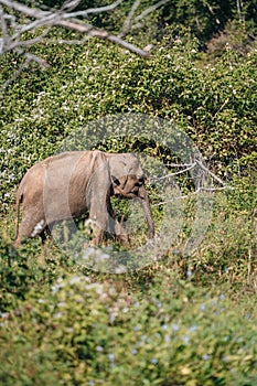 Wild Sri Lankan Elephant during safari game drive in Udawalawa National Park