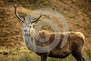 Red Deer Stag in the Highlands of Scotland