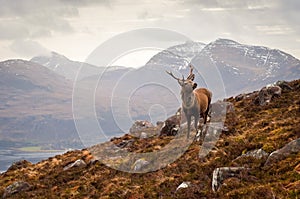 Wild stag, Scottish highlands