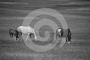 The wild stalion in black and white