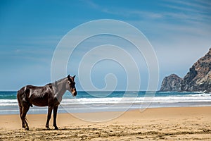 Wild stallion on beach