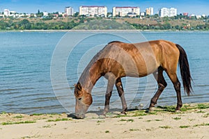 Wild stallion eating grass on a river shore