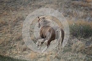 Wild stallion with flaxen mane and tail running up a hill