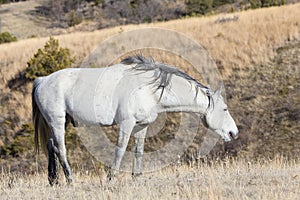 Wild Stallion grazing on grass