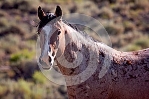 Wild stallion from Sand Wash Basin