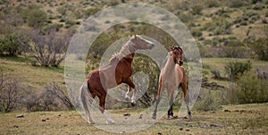 Wild stallions rearing up to fight in the Salt River wild horse management area near Mesa Arizona USA