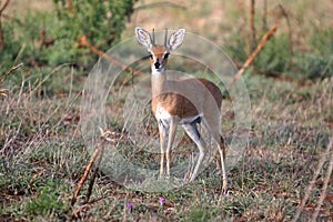 Wild steenbok photo