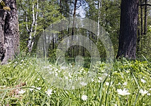 Wild Stellaria Caryophyllaceae white flowers blossom in spring forest photo