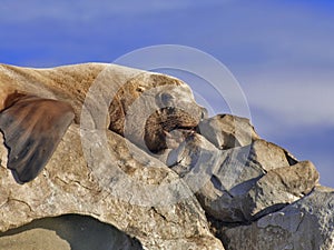 Wild Steller Sea Lion