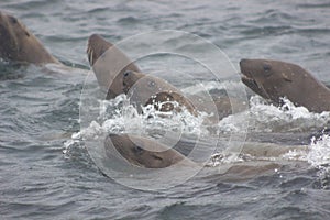 Wild steller sea lions Eumetopias jubatus on Tuleniy island ne