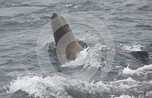 Wild steller sea lions Eumetopias jubatus on Tuleniy island ne