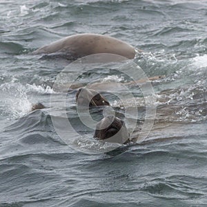 Wild steller sea lions Eumetopias jubatus on Tuleniy island ne