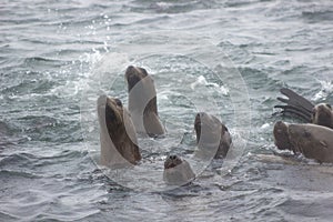 Wild steller sea lions Eumetopias jubatus on Tuleniy island ne