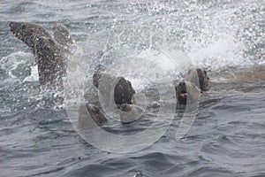 Wild steller sea lions Eumetopias jubatus on Tuleniy island ne