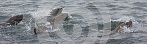 Wild steller sea lions Eumetopias jubatus on Tuleniy island ne