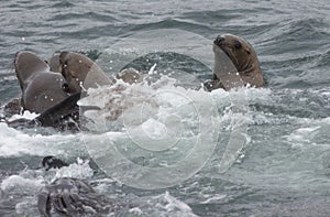 Wild steller sea lions Eumetopias jubatus on Tuleniy island ne