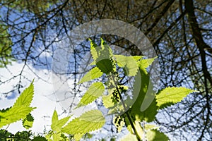 Wild Stinging Sunlit Nettles View From Underneath.