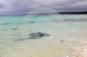 Wild Stingray at Hamelin Bay