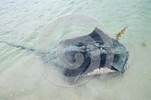 Wild Stingray: Indian Ocean