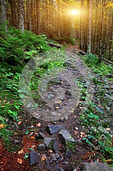 Wild stone way in mountain forest