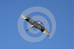 Wild stork flying