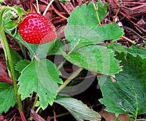 Wild strawberrie along the forest path