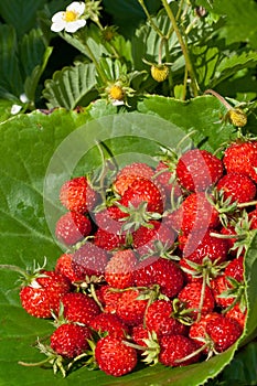 Wild strawberries