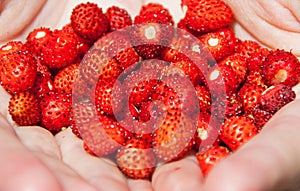 Wild strawberries